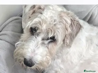 Sealyham Terrier dogs Sealyham Terrier puppies - Advert 3