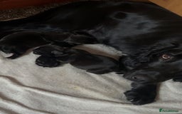 Mixed Breed dogs for sale: Sprocker cross blue staffy puppies for sale  - Image 18