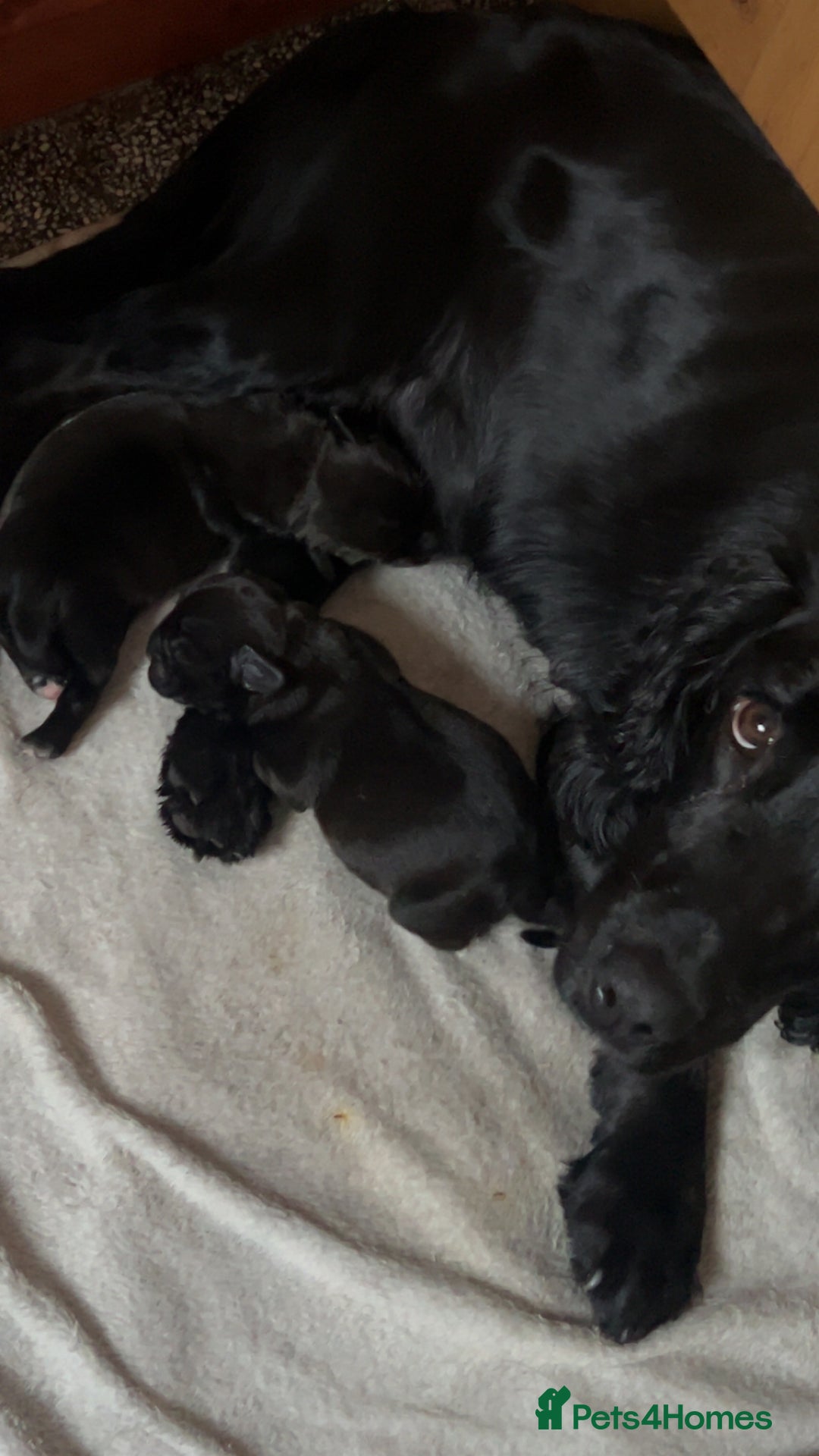 Mixed Breed dogs for sale: Sprocker cross blue staffy puppies for sale  - Image 18