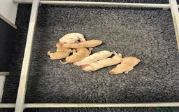 Labrador Retriever dogs for sale: Kc Registered yellow Labrador puppies - Image 2