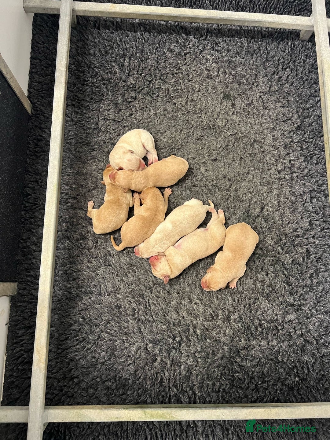 Labrador Retriever dogs for sale: Kc Registered yellow Labrador puppies - Image 2