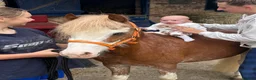 Welsh Section A horses for sale: Flash - Advert 5