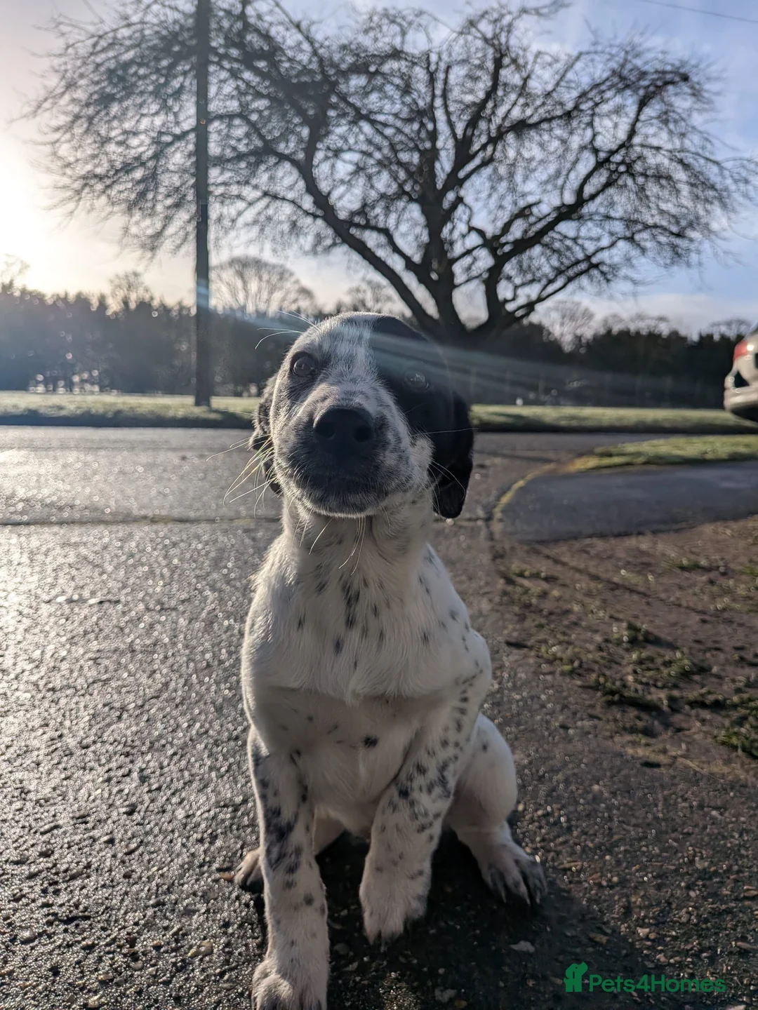 Mixed Breed dogs for sale: Beautiful Collie x Dalmatian Puppies - Advert 12