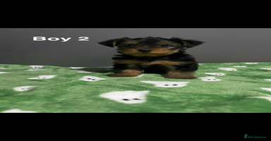 Yorkshire Terrier dogs - Advert 5