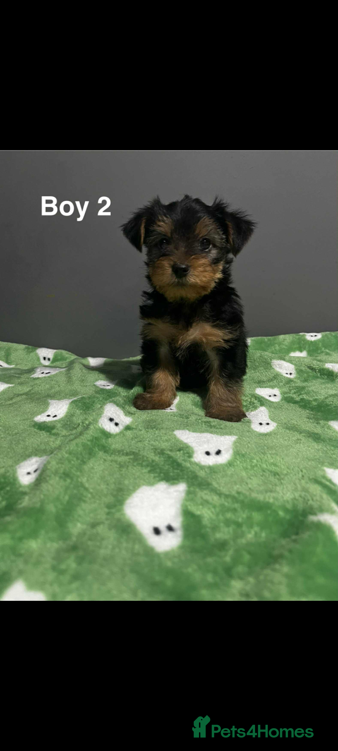 Yorkshire Terrier dogs for sale: Yorkshire terrier puppies  - Image 2