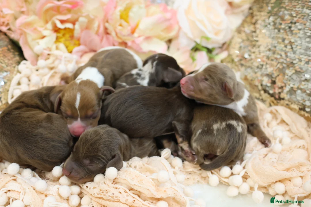 Miniature Dachshund dogs for sale: KC Miniature Dachshund Puppies - Advert 4