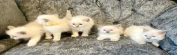 Ragdoll cats for sale: Ragdoll kittens - Advert 14