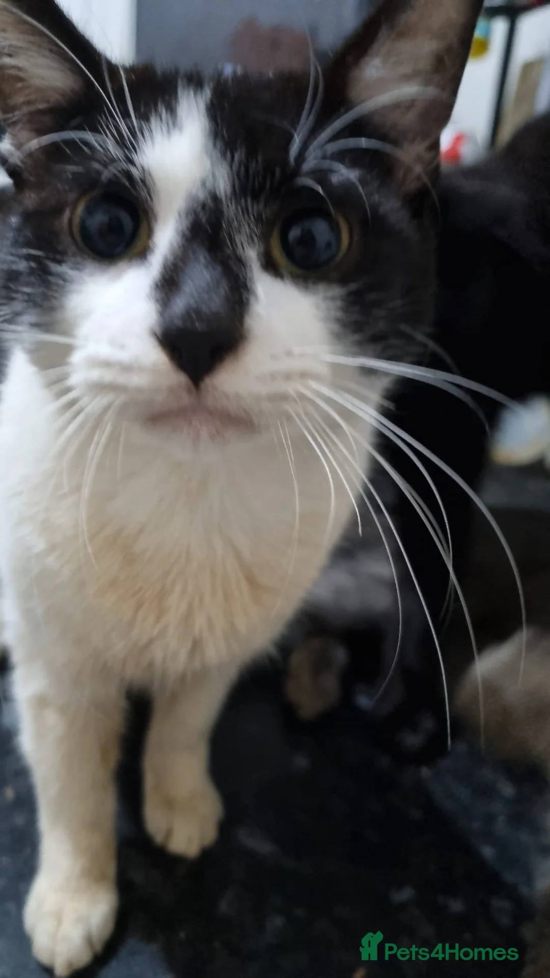 Mixed Breed cats for sale: Bonded brothers  - Advert 2