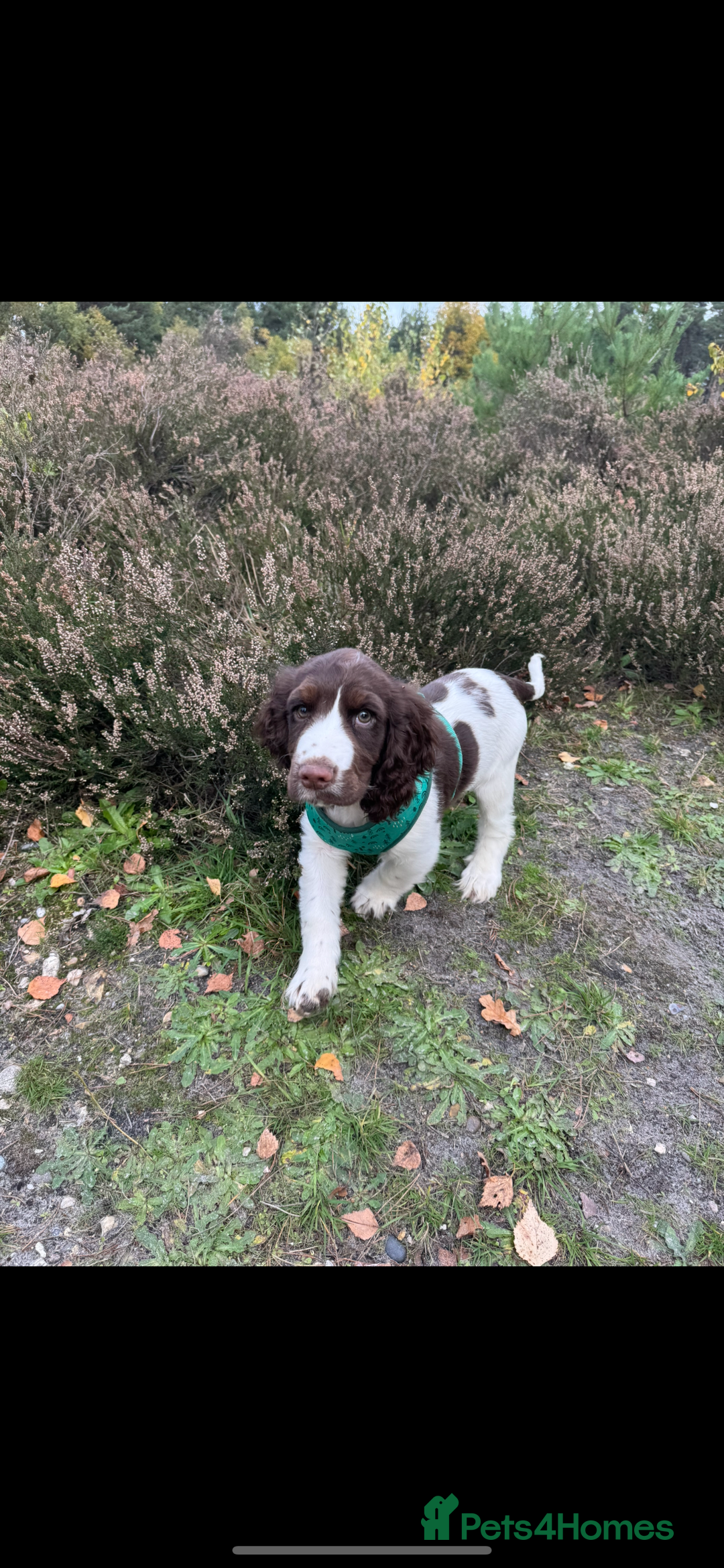 Cocker Spaniel dogs for sale: 4 months old male Cocker Spaniel For Sale - Advert 7