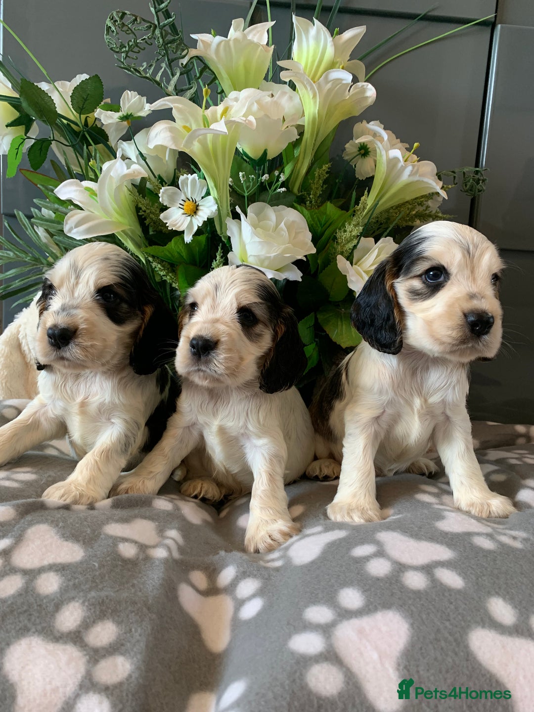 Cocker Spaniel dogs for sale: Health tested KC reg show type cocker spaniels  in Abergele - Image 2