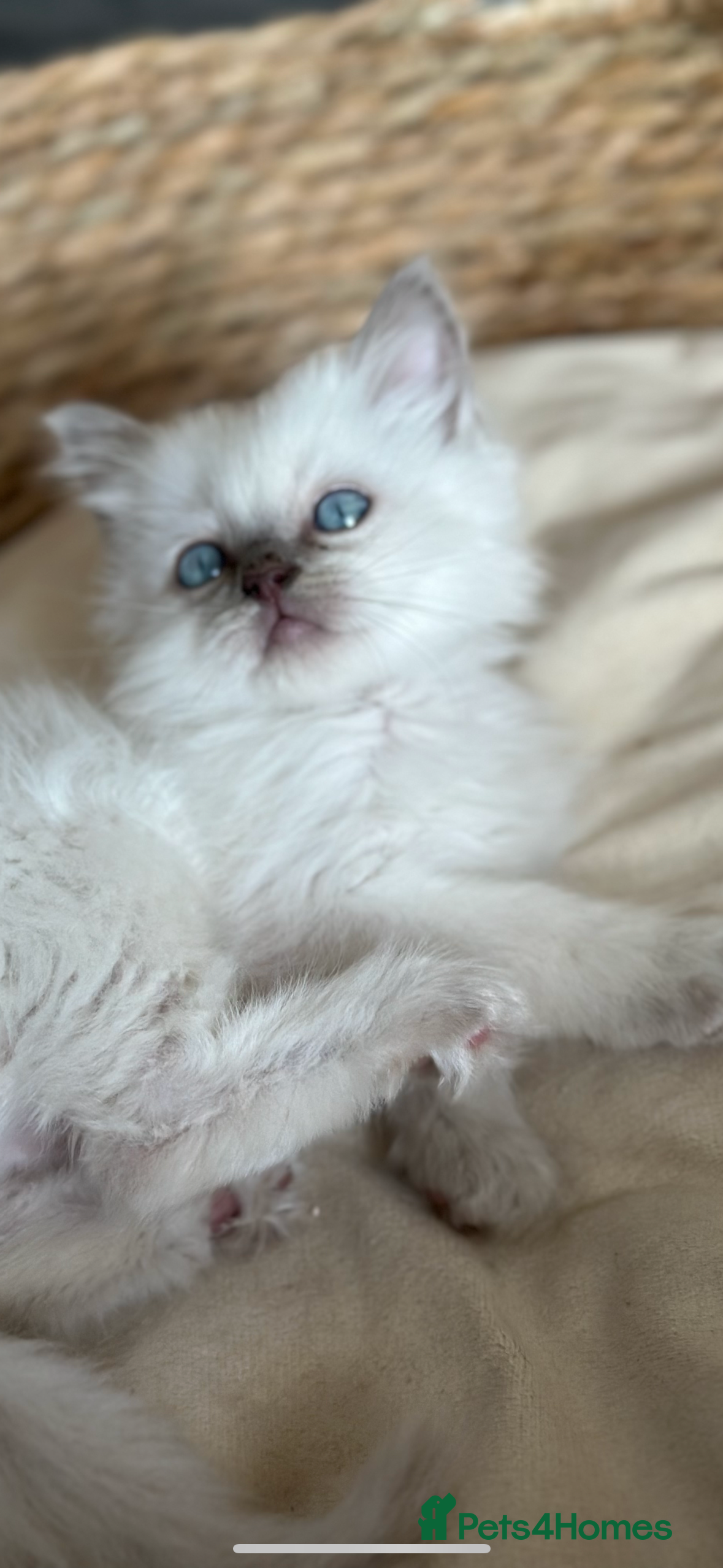 Ragdoll cats ‼️ STUNNING GCCF KITENS ‼️ - Advert 3