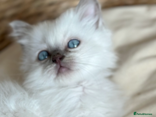 Ragdoll cats ‼️ STUNNING GCCF KITENS ‼️ - Advert 13