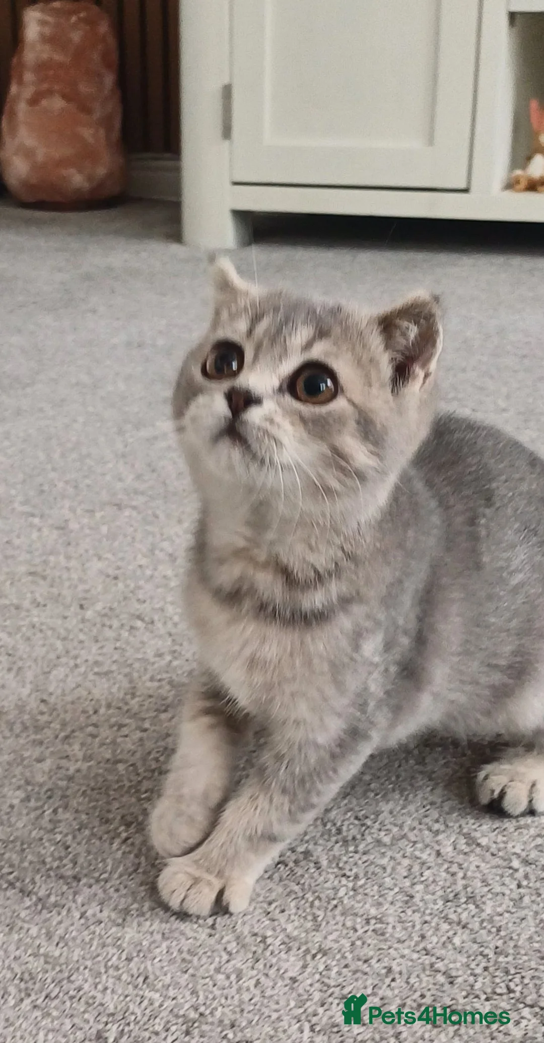 Scottish Fold cats for sale: Affectionate Lovable Scottish Babies - Advert 2