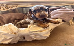 Dachshund dogs for sale: KC one little girl left STANDARD dachshund puppy  - Image 19