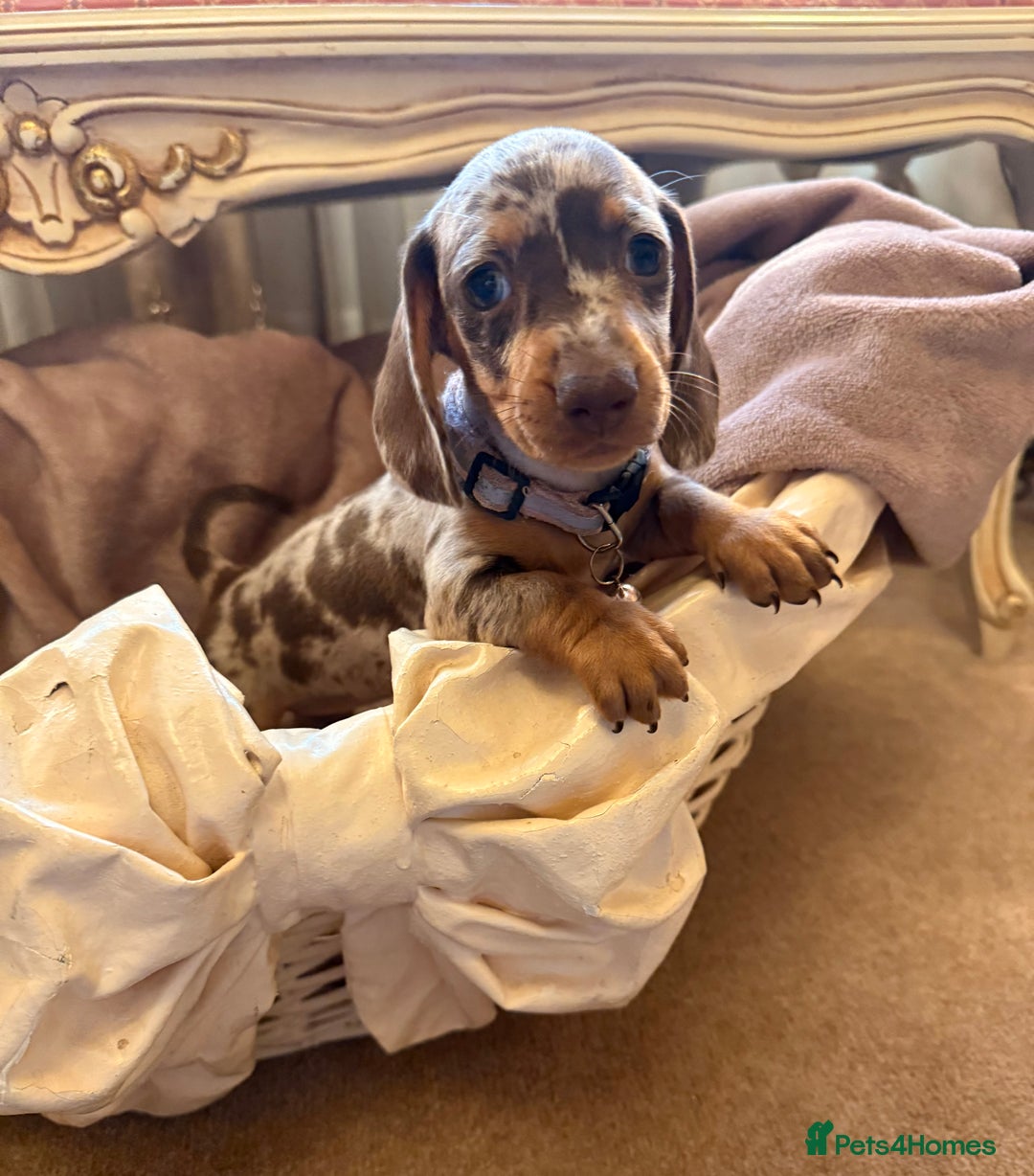 Dachshund dogs for sale: KC one little girl left STANDARD dachshund puppy  - Image 19
