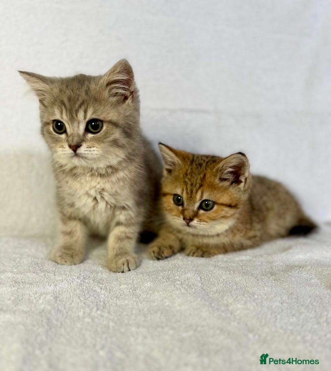 British Shorthair cats for sale: 🐾 Purebred BSH kittens🐾 - Image 24