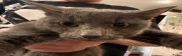 British Shorthair cats for sale: British blue short hair cross kittens - Advert 1