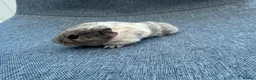 Guinea Pig rodents for sale: Guinea pigs available  - Advert 8