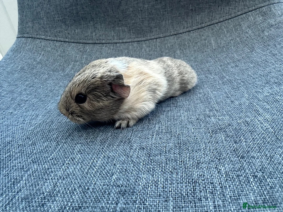 Guinea Pig rodents for sale: Guinea pigs available  - Advert 8