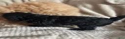 Toy Poodle dogs for sale: Beautiful toy poodles  - Advert 9