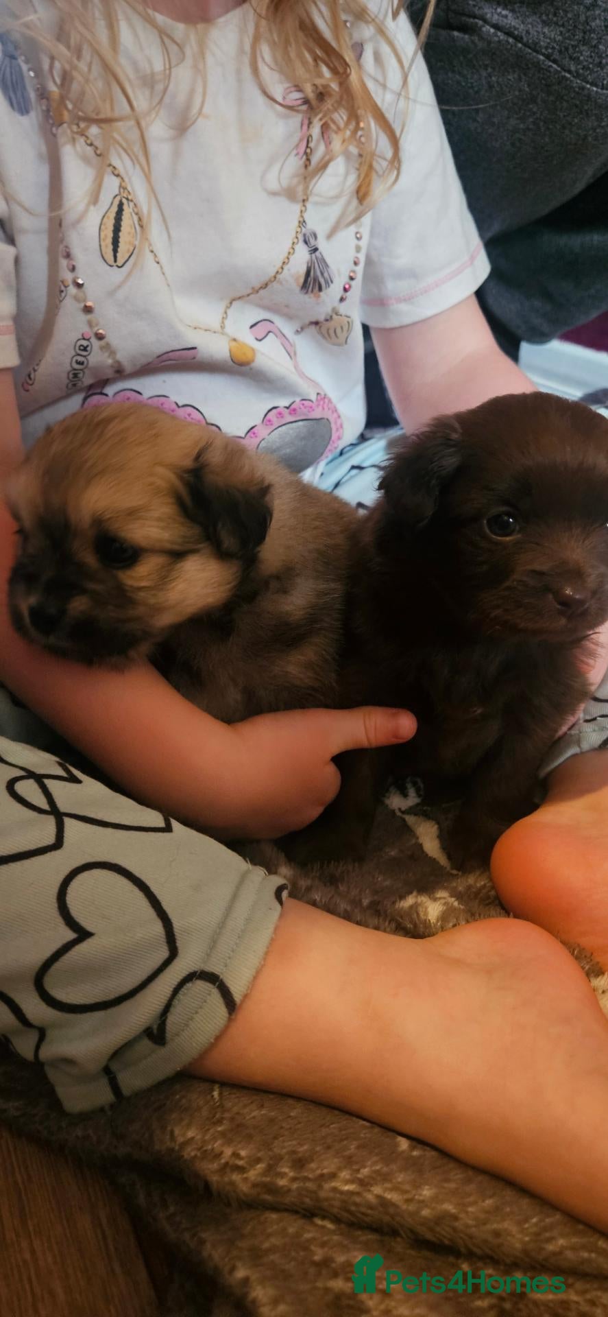 Pomchi dogs POMCHI BABYS 🩷 - Advert 4