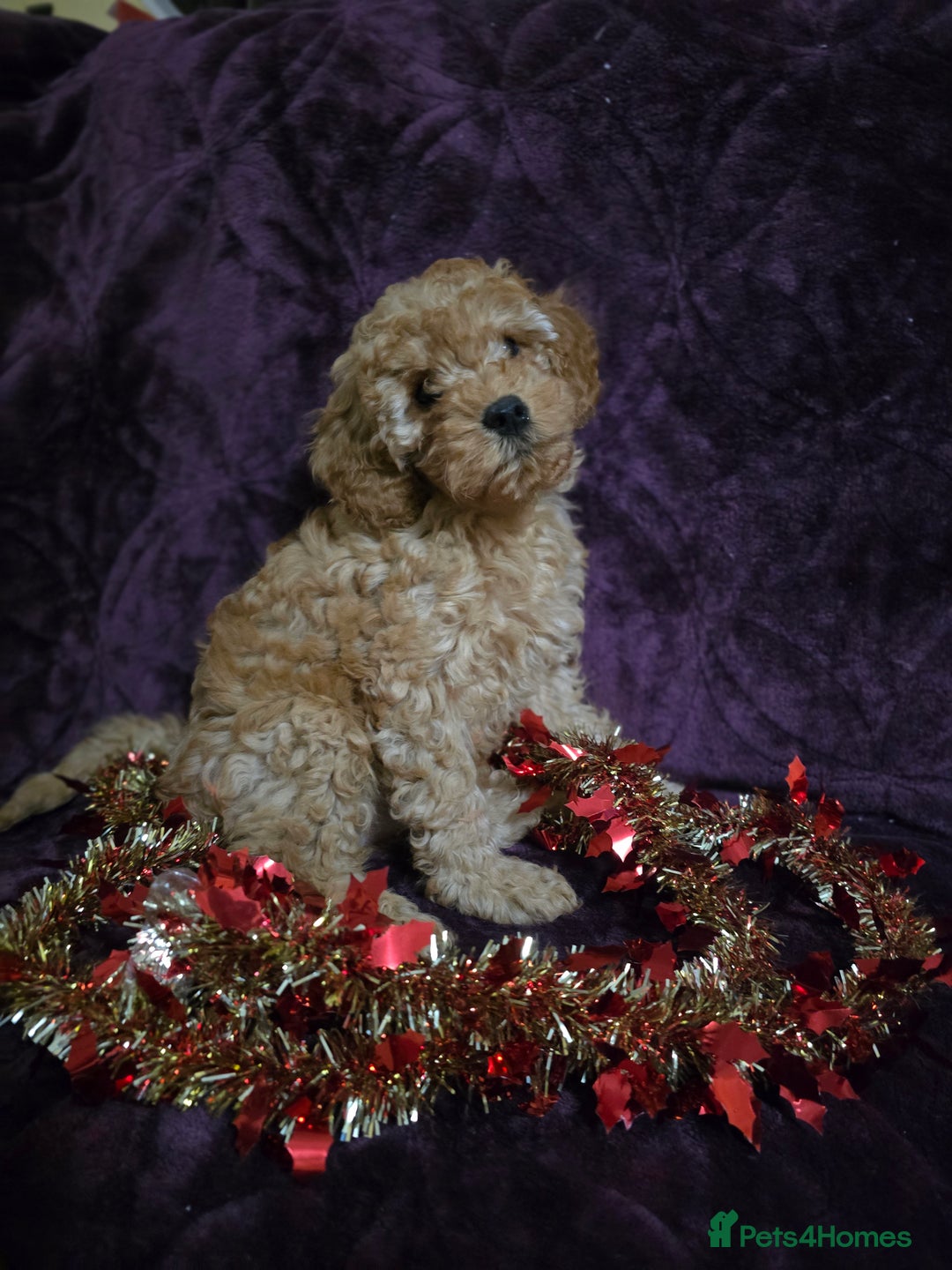 Cavapoo dogs for sale: For sale  - Advert 18