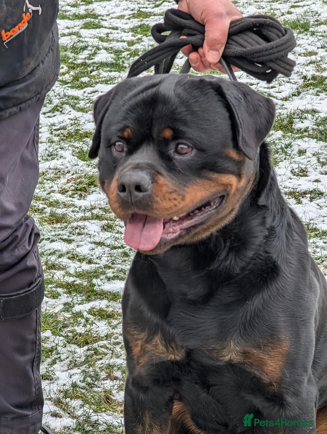 Rottweiler dogs for sale: Rottweiler puppies available  in Lutterworth - Advert 5