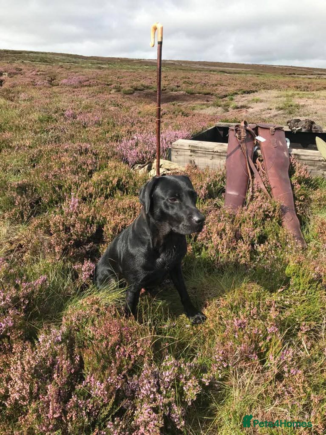Labrador Retriever dogs for sale: Black KC Registered Labrador Puppies - Advert 13