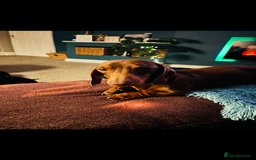 Miniature Dachshund dogs for sale: REHOMING - RONNIE & RICHARD (miniature Dachshunds) - Advert 2