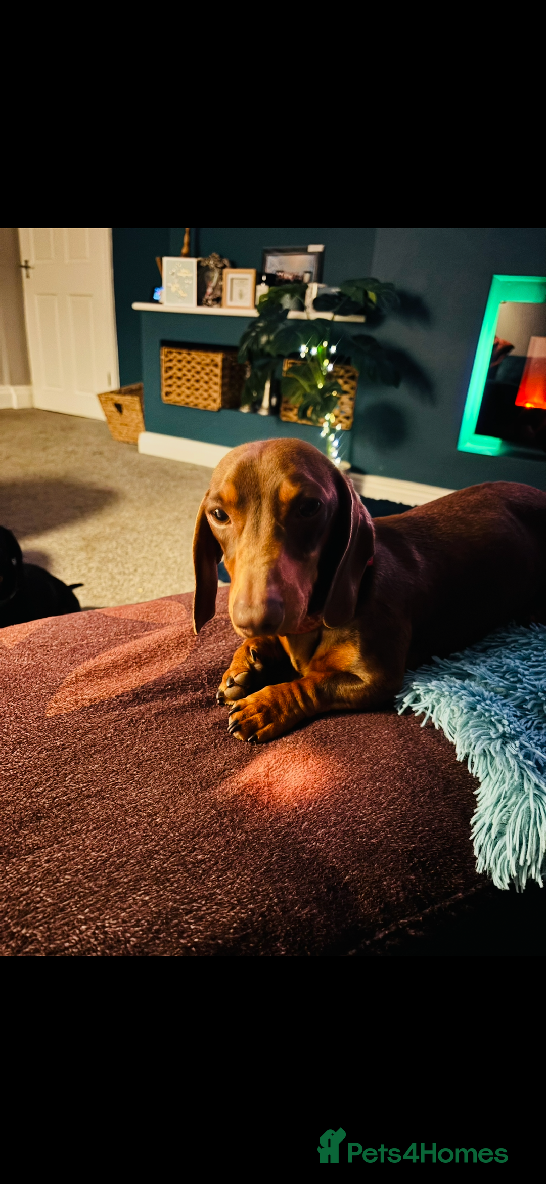 Miniature Dachshund dogs for sale: REHOMING - RONNIE & RICHARD (miniature Dachshunds) - Advert 2