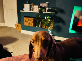 Miniature Dachshund dogs REHOMING-20 month-RONNIE & RICHARD(miniDachshunds) - Advert 13