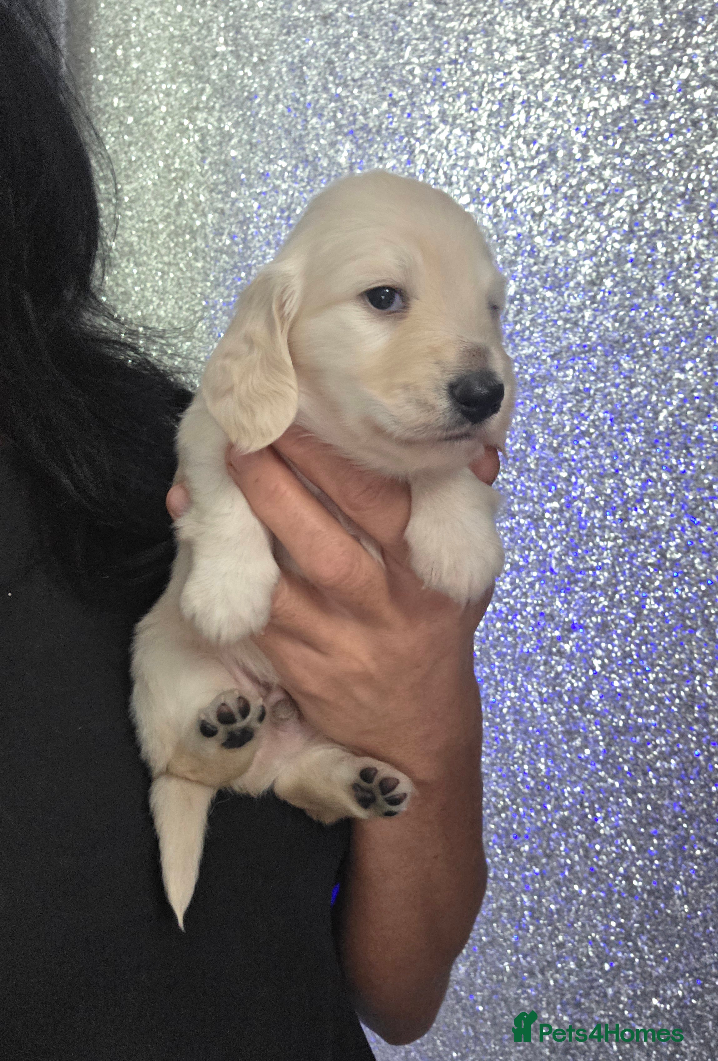 Miniature Dachshund dogs Clear cream miniature long-haired Dachshunds - Advert 2