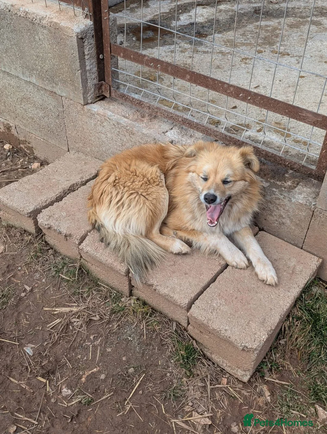 Mixed Breed dogs for adoption: Anika 💕 - Advert 9