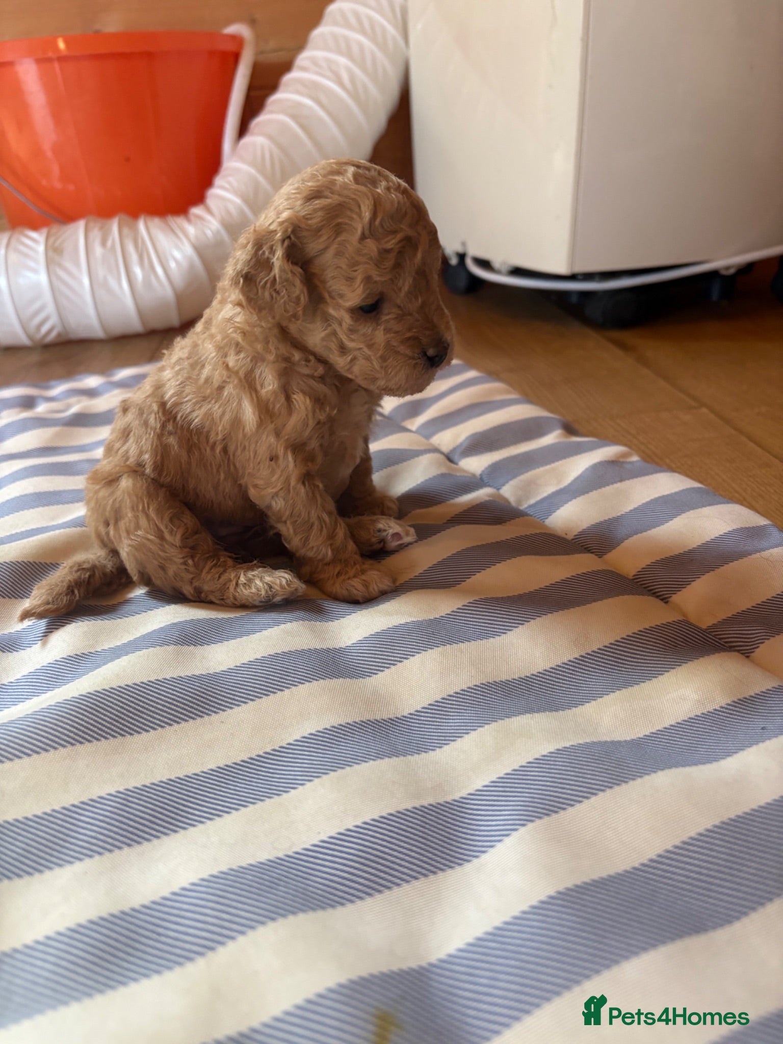 Shihpoo dogs Shihpoo / Shoodle puppies for sale  - Advert 6