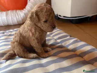 Shihpoo dogs Shihpoo / Shoodle puppies for sale - Advert 15