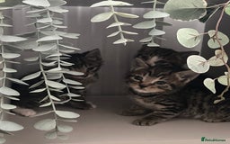 Mixed Breed cats for sale: 3 playful kittens  - Image 10