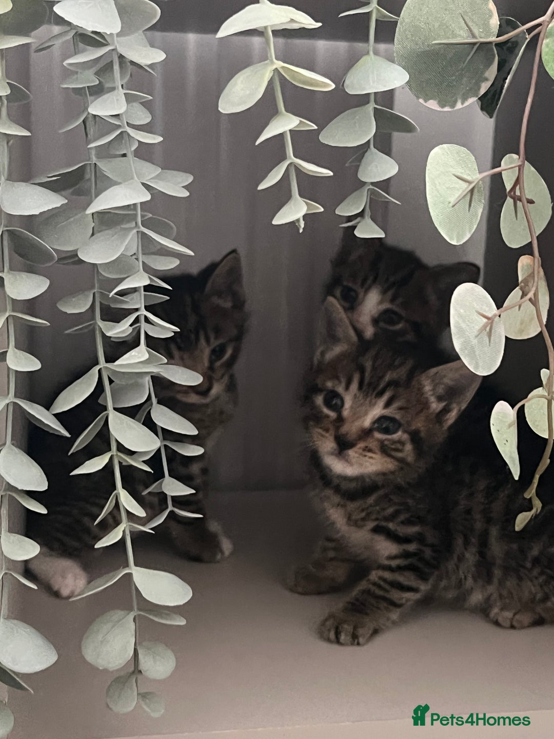 Mixed Breed cats for sale: 3 playful kittens  - Image 10