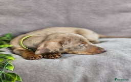 Miniature Dachshund dogs for sale: LAST PUPPY REMAINING Dapple Miniature Dachshunds  - Image 16