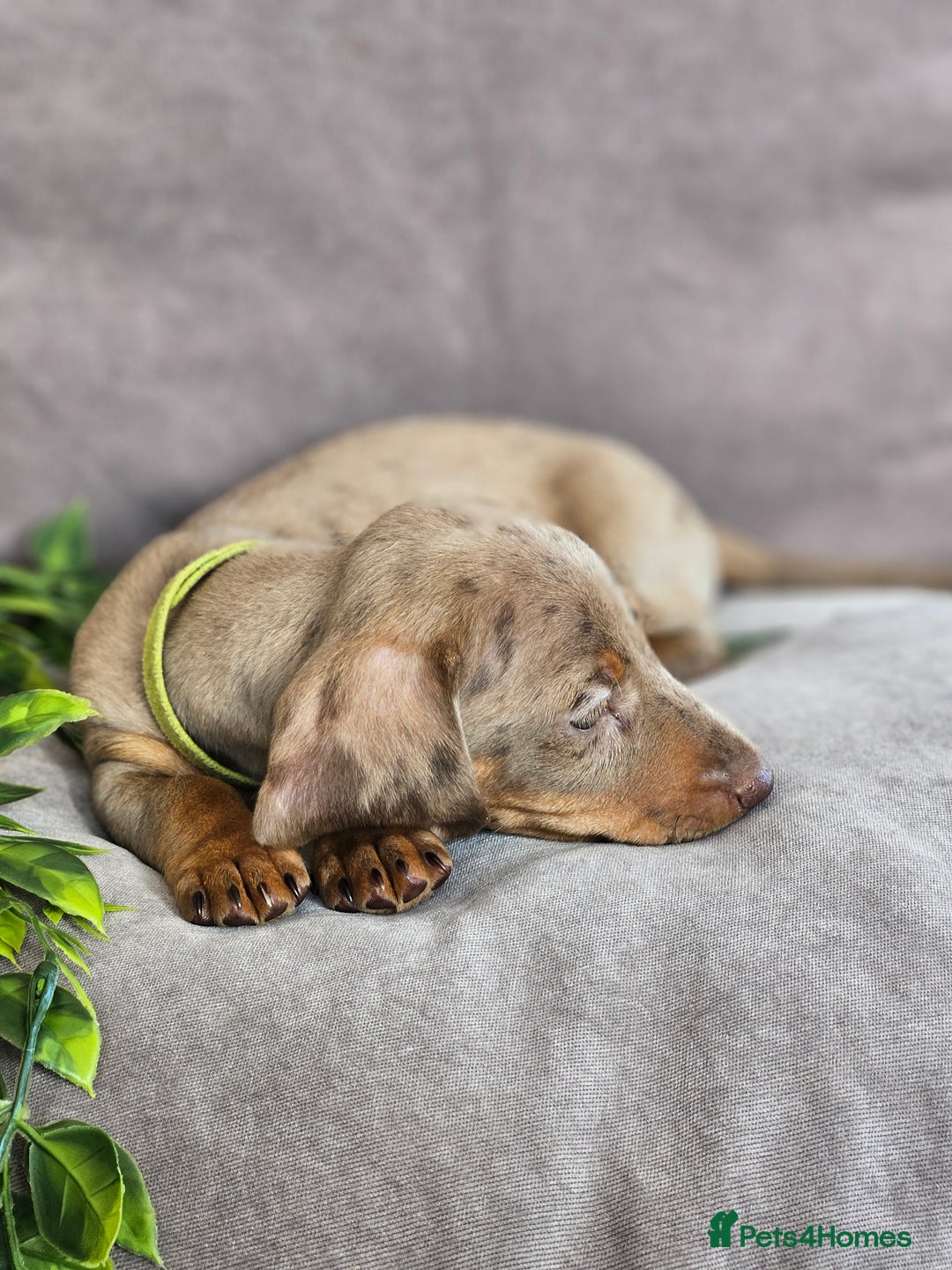 Miniature Dachshund dogs for sale: LAST PUPPY REMAINING Dapple Miniature Dachshunds  - Image 16
