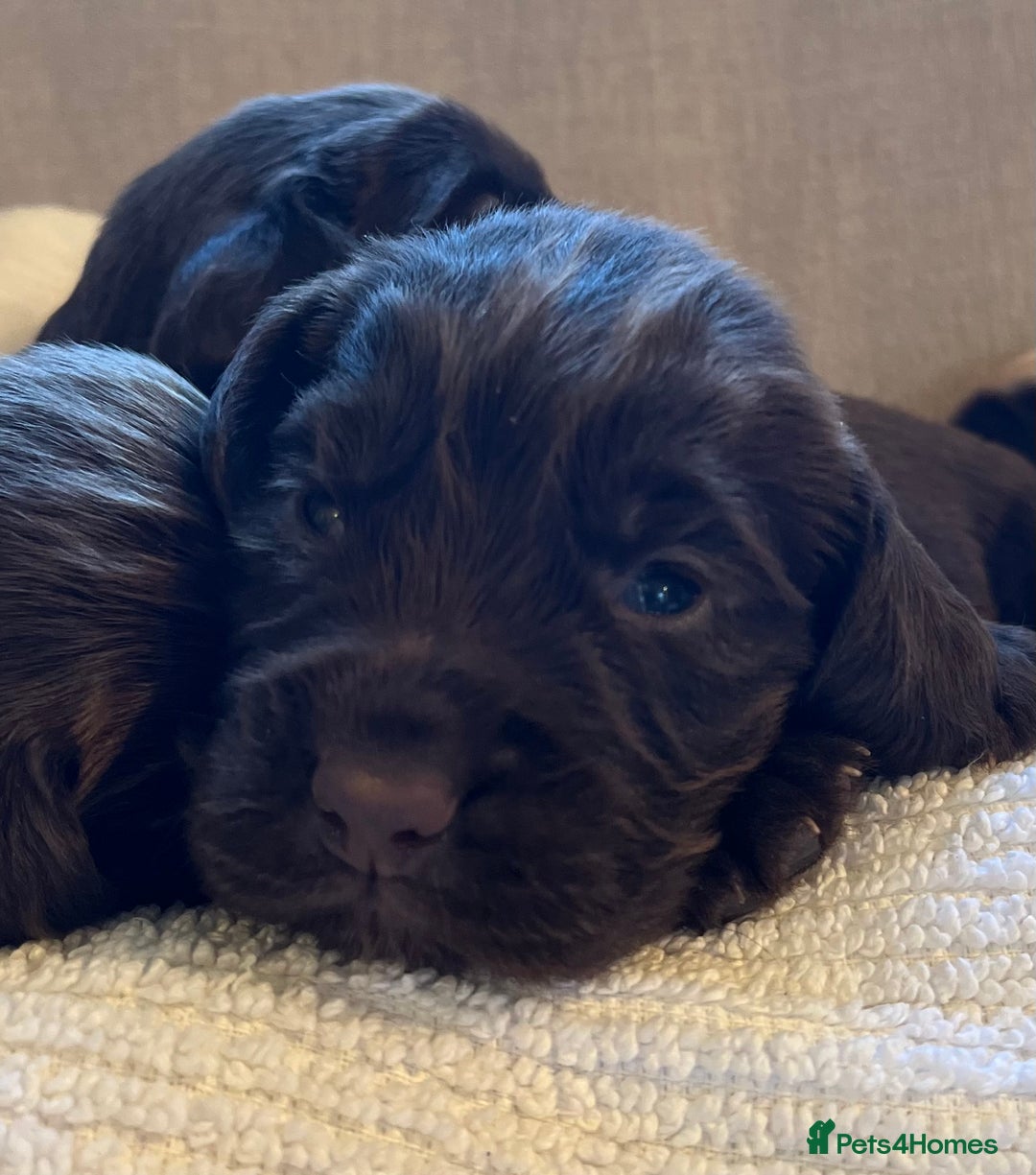 Cocker Spaniel dogs for sale: KC COCKER SPANIEL PUPPIES - Advert 22