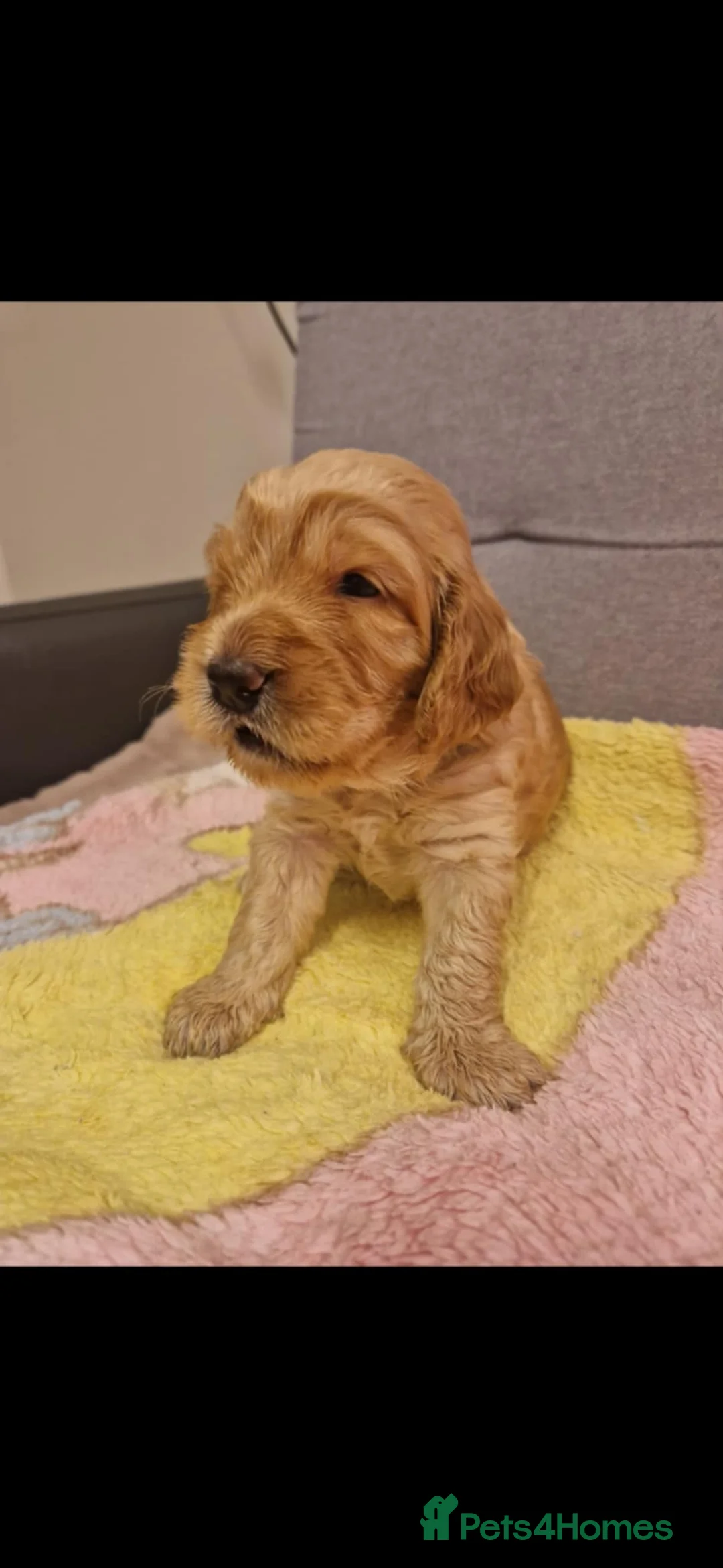 Cockapoo dogs for sale: F2 Cockapoo Puppies - Advert 23