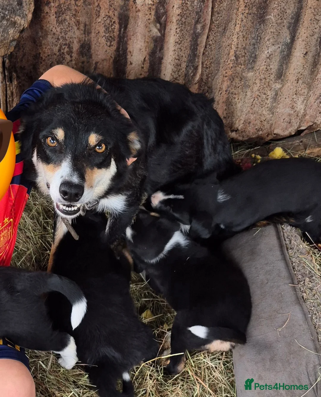 Border Collie dogs for sale: Border Collie Puppies for Sale in Ruthin - Advert 29