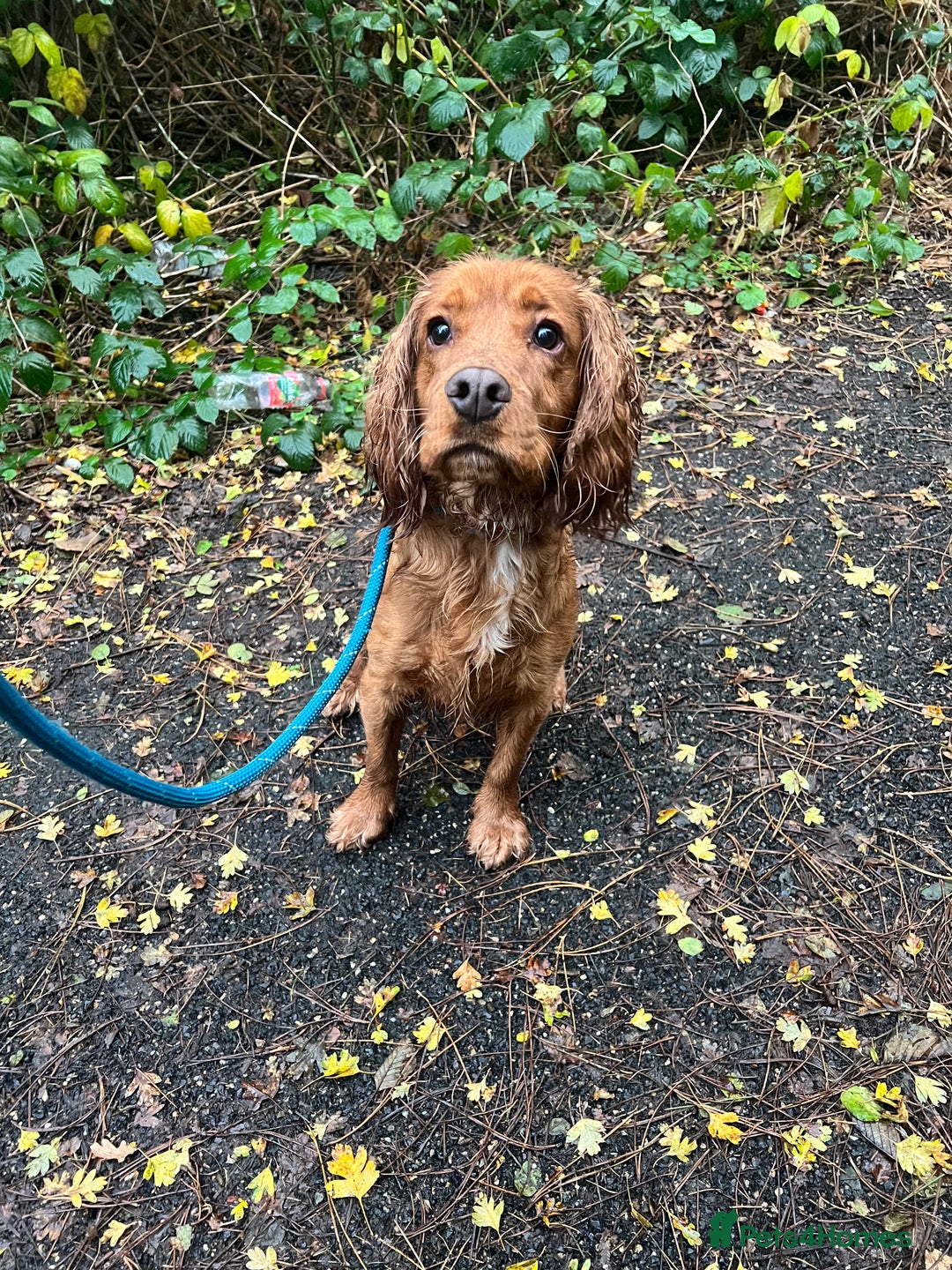 Cocker Spaniel dogs for sale: arlo the cocker spaniel  - Advert 1