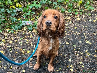 Cocker Spaniel dogs arlo the cocker spaniel - Advert 3