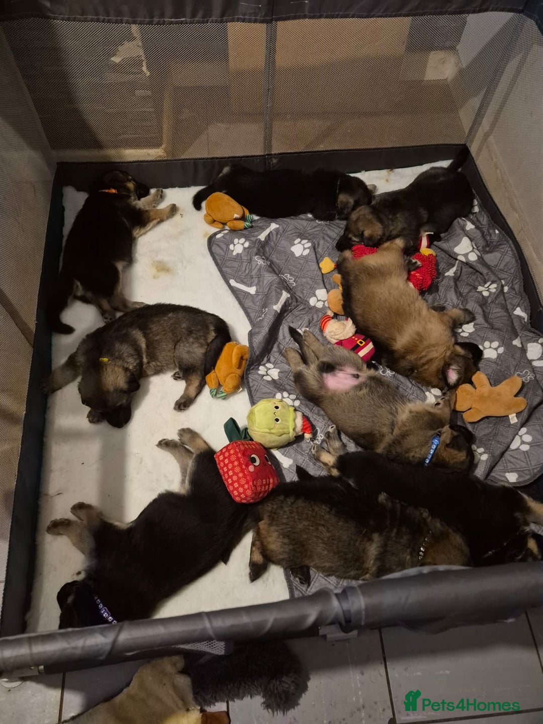 German Shepherd dogs for sale: 8 beautiful GSD puppies for sale  - Advert 26