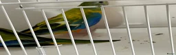 Parakeets birds for sale: Proven pair of Turquoise Grass Parakeet - Advert 5