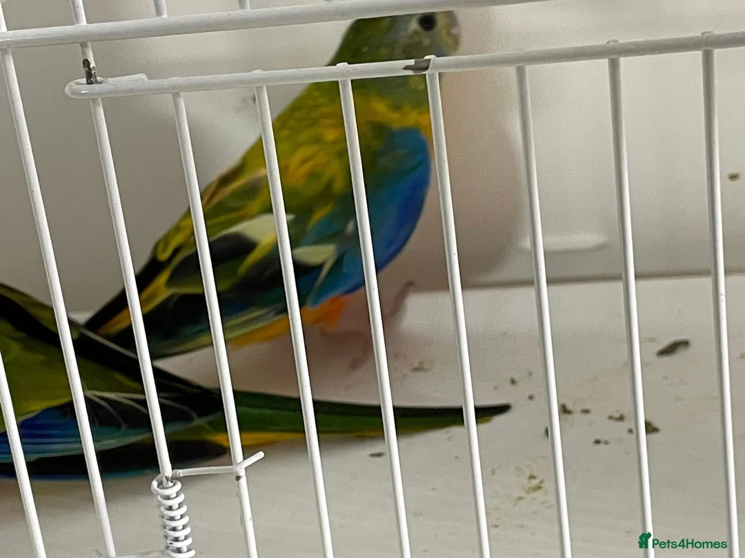 Parakeets birds for sale: Proven pair of Turquoise Grass Parakeet - Advert 5
