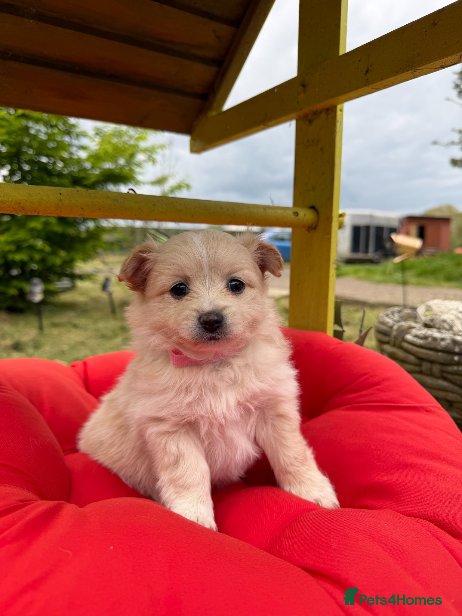 Pomeranian dogs  April fools Pomeranian puppies - Advert 1