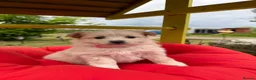 Pomeranian dogs for sale:  April fools Pomeranian puppies - Advert 1