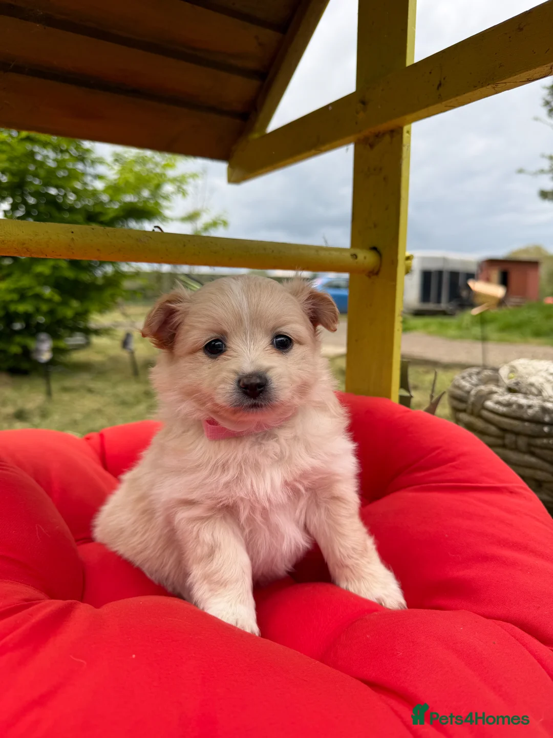 Pomeranian dogs for sale:  April fools Pomeranian puppies - Advert 1